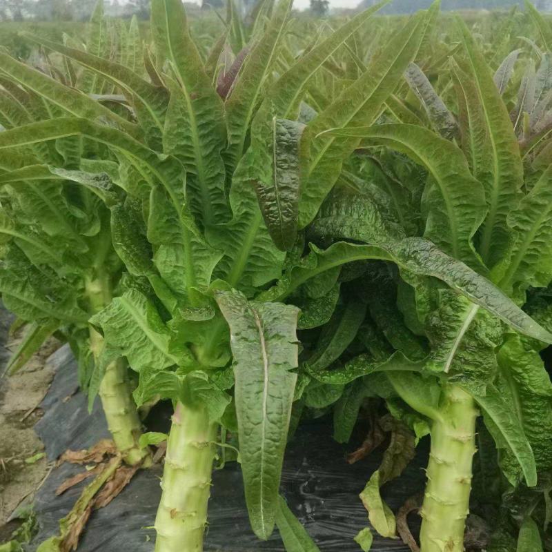 精品红莴笋大量上市产地直发量大从优24小时电话