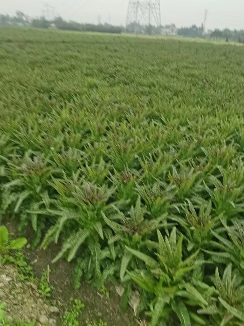 精品红莴笋大量上市产地直发量大从优24小时电话