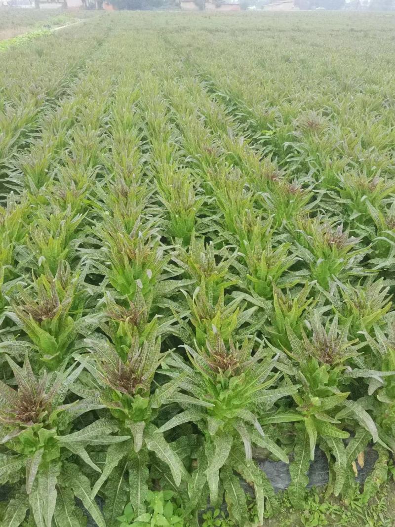 精品红莴笋大量上市产地直发量大从优24小时电话