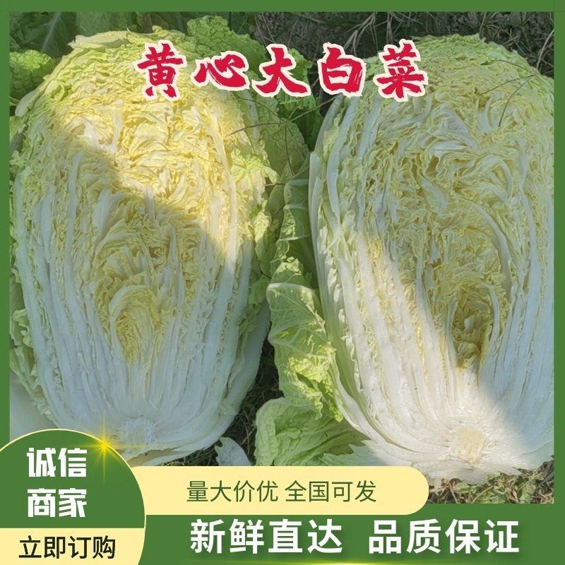 黄心大白菜，产地直发，货源充足量大从优欢迎来电咨询