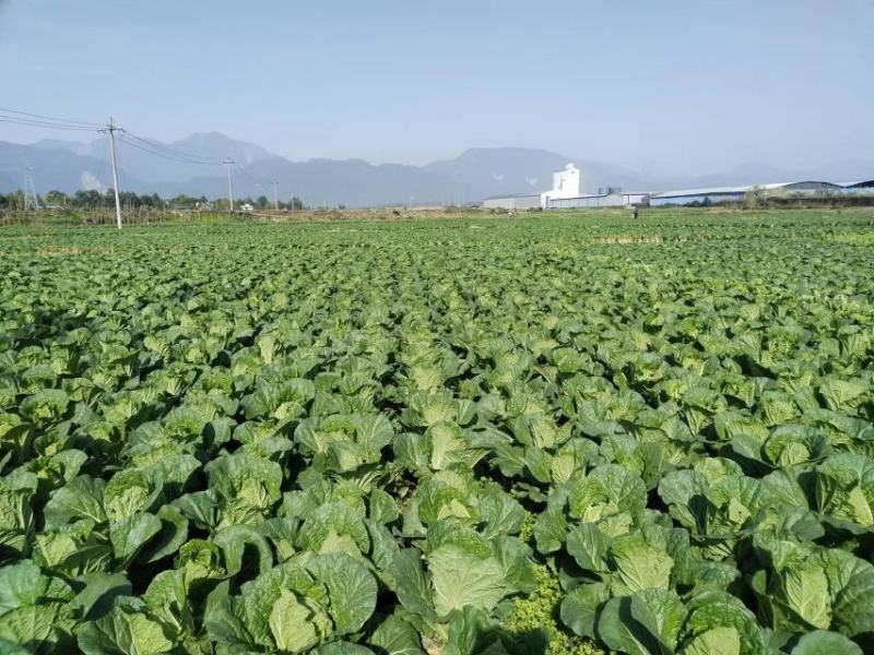 黄心大白菜，产地直发，货源充足量大从优欢迎来电咨询