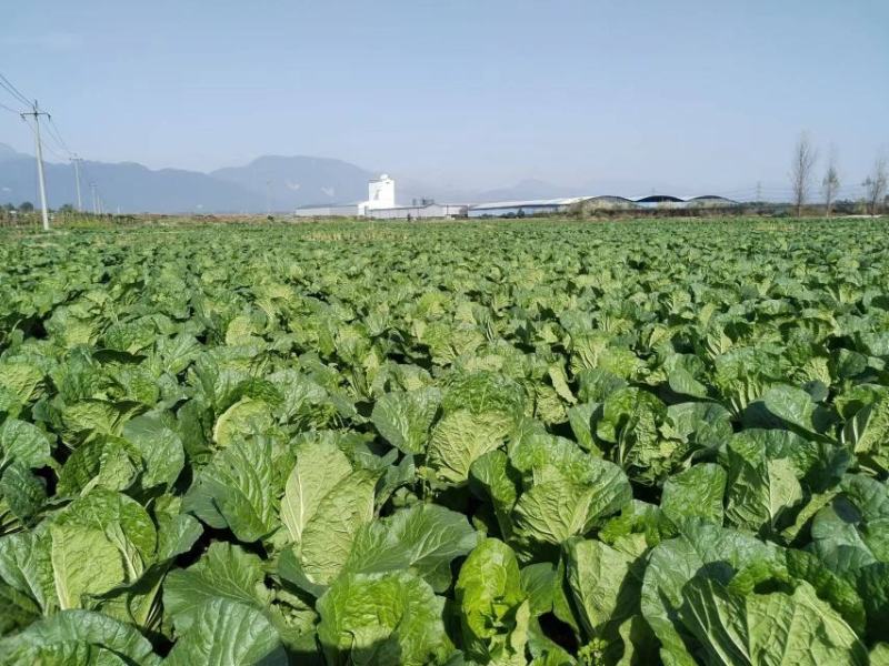 黄心大白菜，产地直发，货源充足量大从优欢迎来电咨询