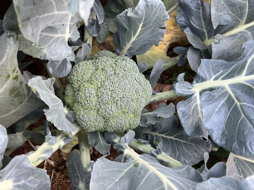 展示白花菜与西兰花的花球形态及生长位置对比 不同品种的菜花对比图