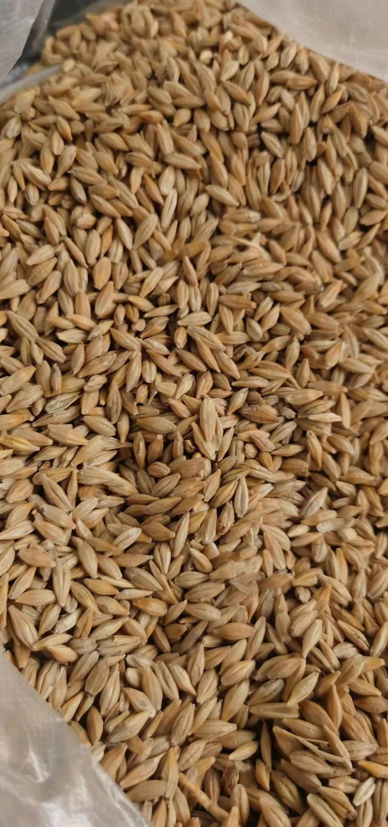 【精品】大麦俄罗斯进口大麦颗粒饱满欢迎老板进店选购