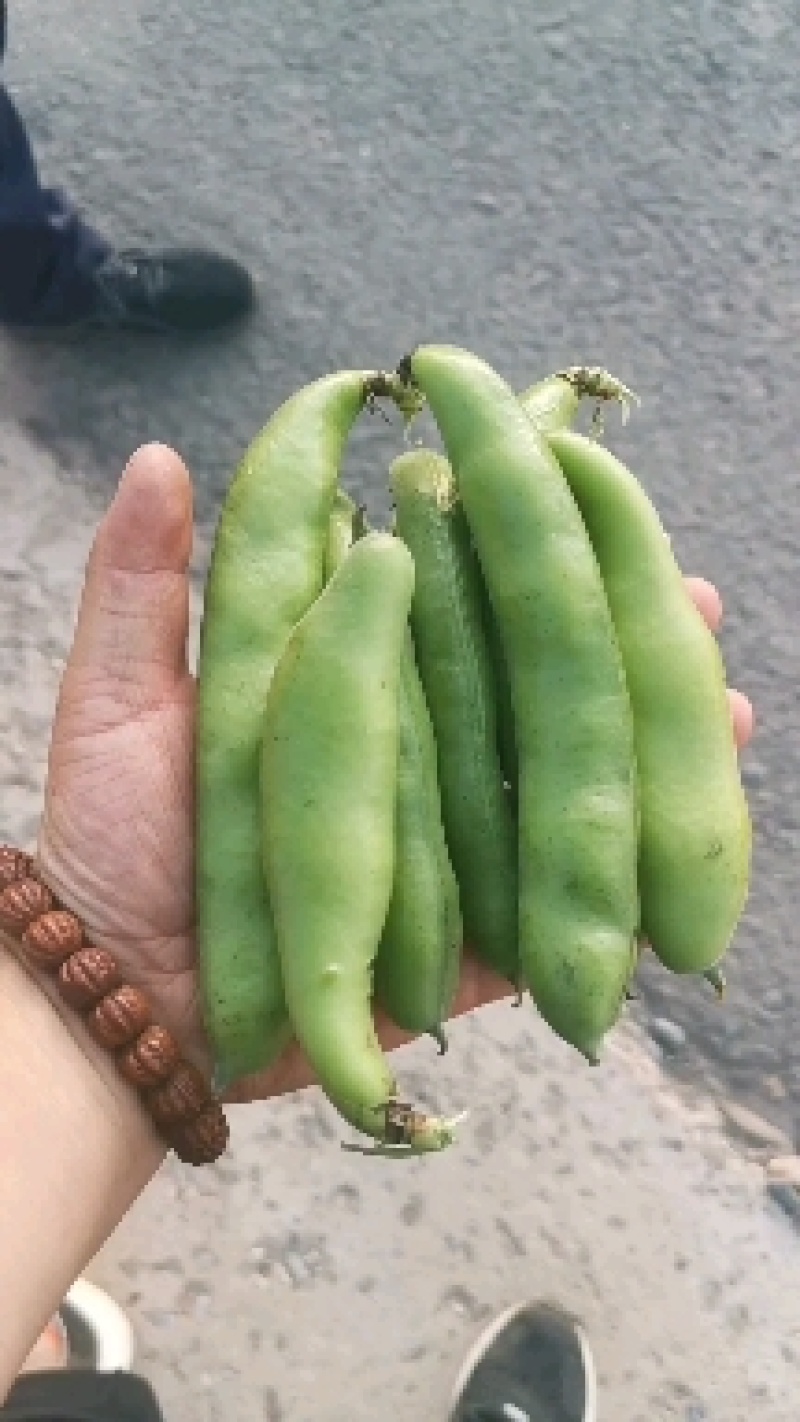 甘肃蚕豆新鲜蚕豆角，大量上市，供应全国，欢迎咨询