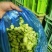 甘肃蚕豆新鲜蚕豆角，大量上市，供应全国，欢迎咨询