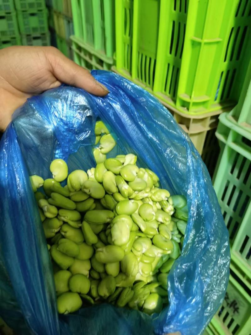 甘肃蚕豆新鲜蚕豆角，大量上市，供应全国，欢迎咨询