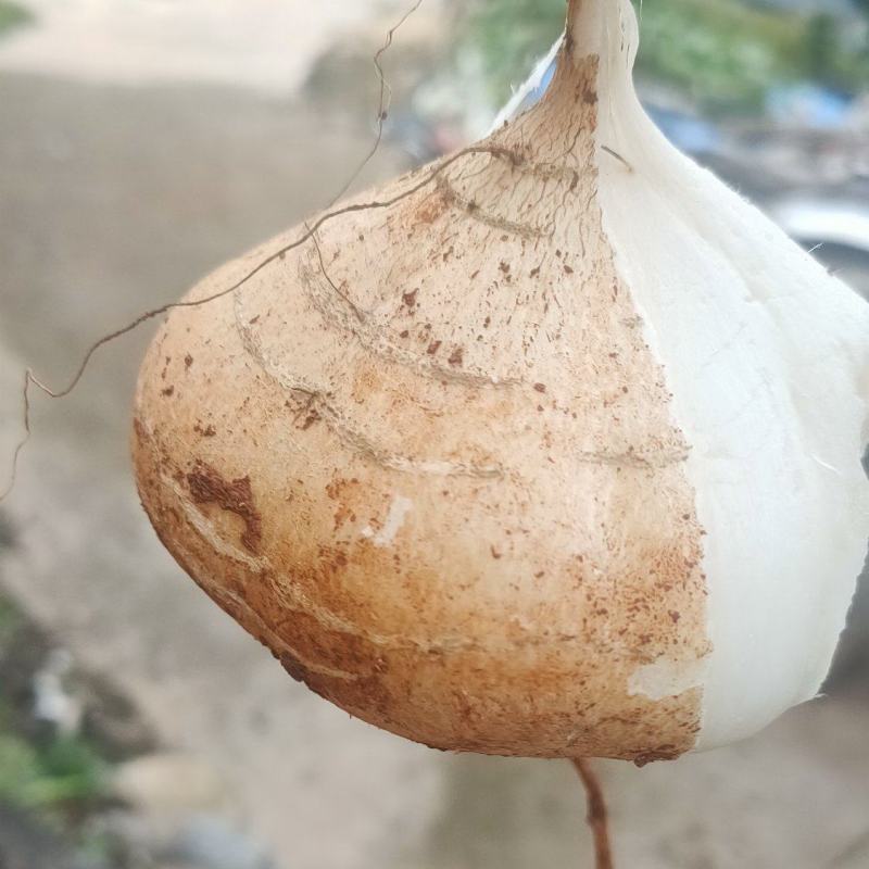 里庄土瓜