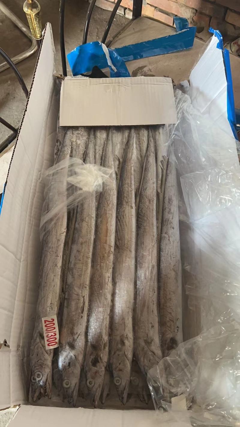 舟山带鱼超白规格多样港口直供货量大价格优电联采购