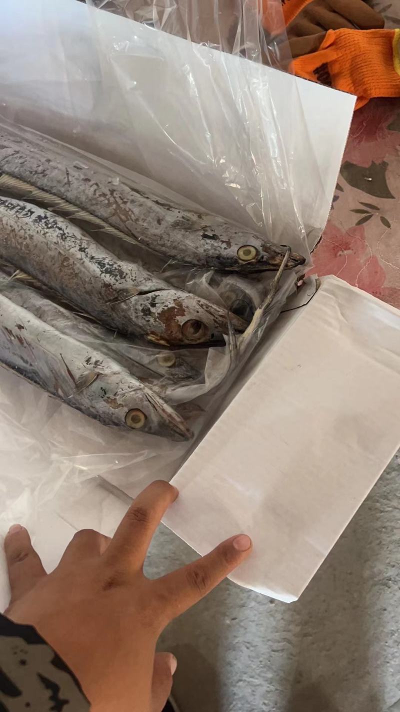 舟山带鱼超白规格多样港口直供货量大价格优电联采购
