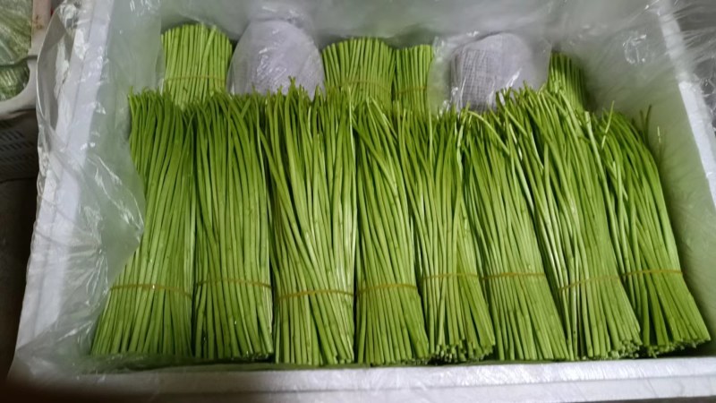 精品藜蒿，欢迎来电