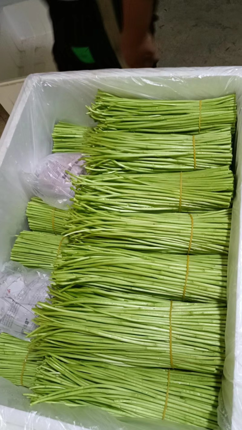 精品藜蒿，欢迎来电
