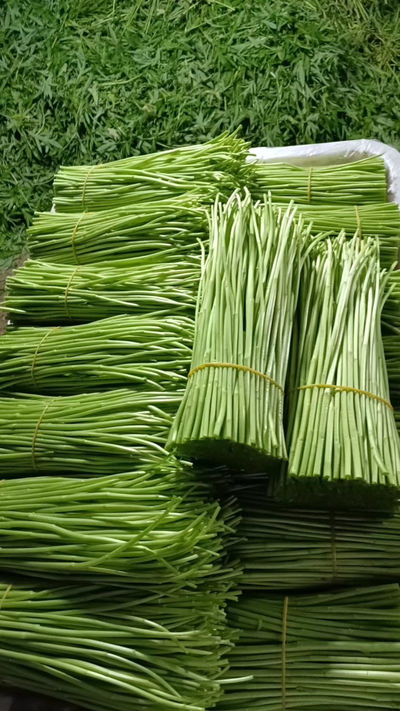 精品藜蒿，欢迎来电