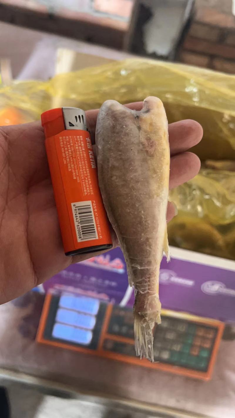 去头黄花鱼小黄鱼大黄鱼每箱净重12斤优质货源电联优惠