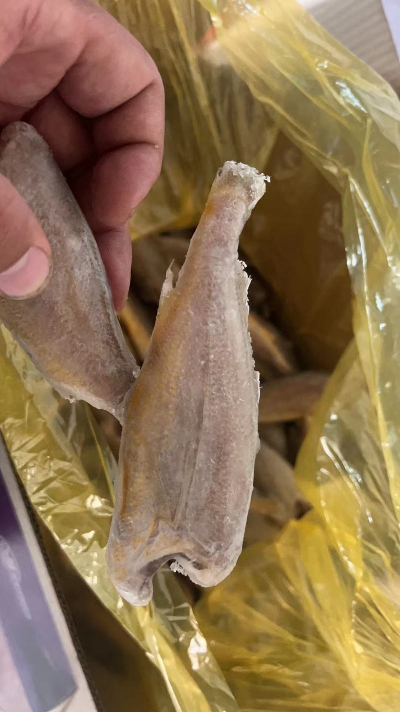 去头黄花鱼小黄鱼大黄鱼每箱净重12斤优质货源电联优惠