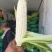 黏糯鲜食玉米种植基地直销全国价格0.70元需要者与我联系