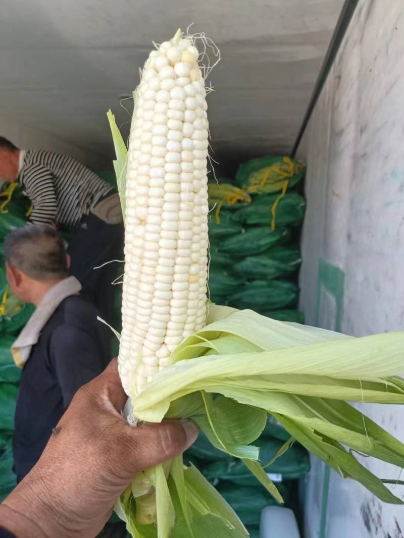 黏糯鲜食玉米种植基地直销全国价格0.70元需要者与我联系