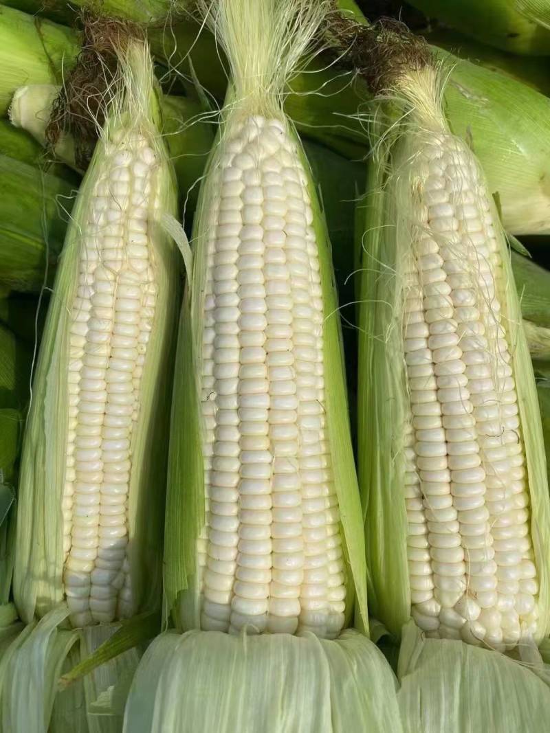黏糯鲜食玉米种植基地直销全国价格0.70元需要者与我联系