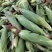 黏糯鲜食玉米种植基地直销全国价格0.70元需要者与我联系