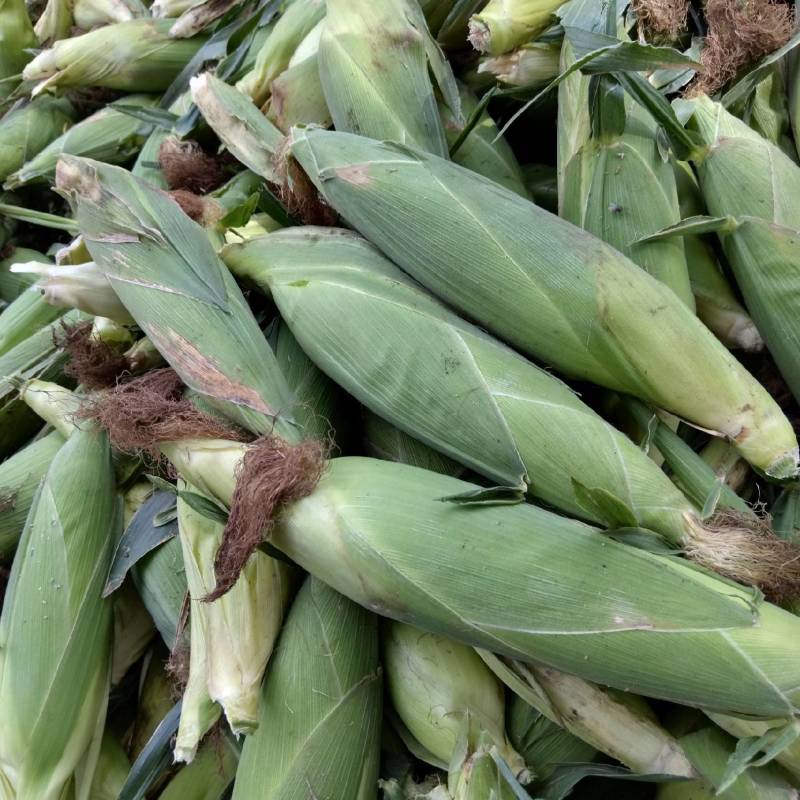 黏糯鲜食玉米种植基地直销全国价格0.70元需要者与我联系