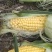黏糯鲜食玉米种植基地直销全国价格0.70元需要者与我联系