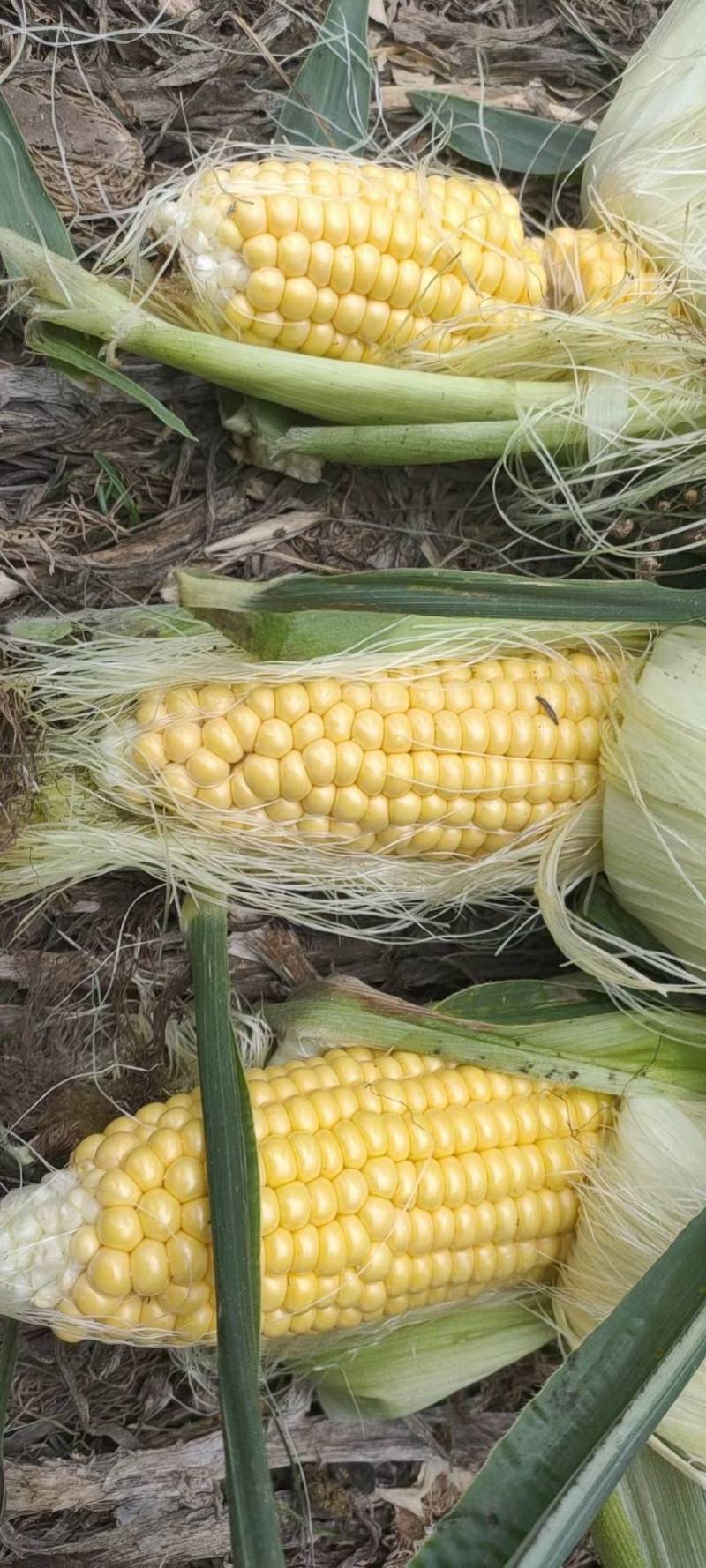 黏糯鲜食玉米种植基地直销全国价格0.70元需要者与我联系