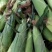 黏糯鲜食玉米种植基地直销全国价格0.70元需要者与我联系