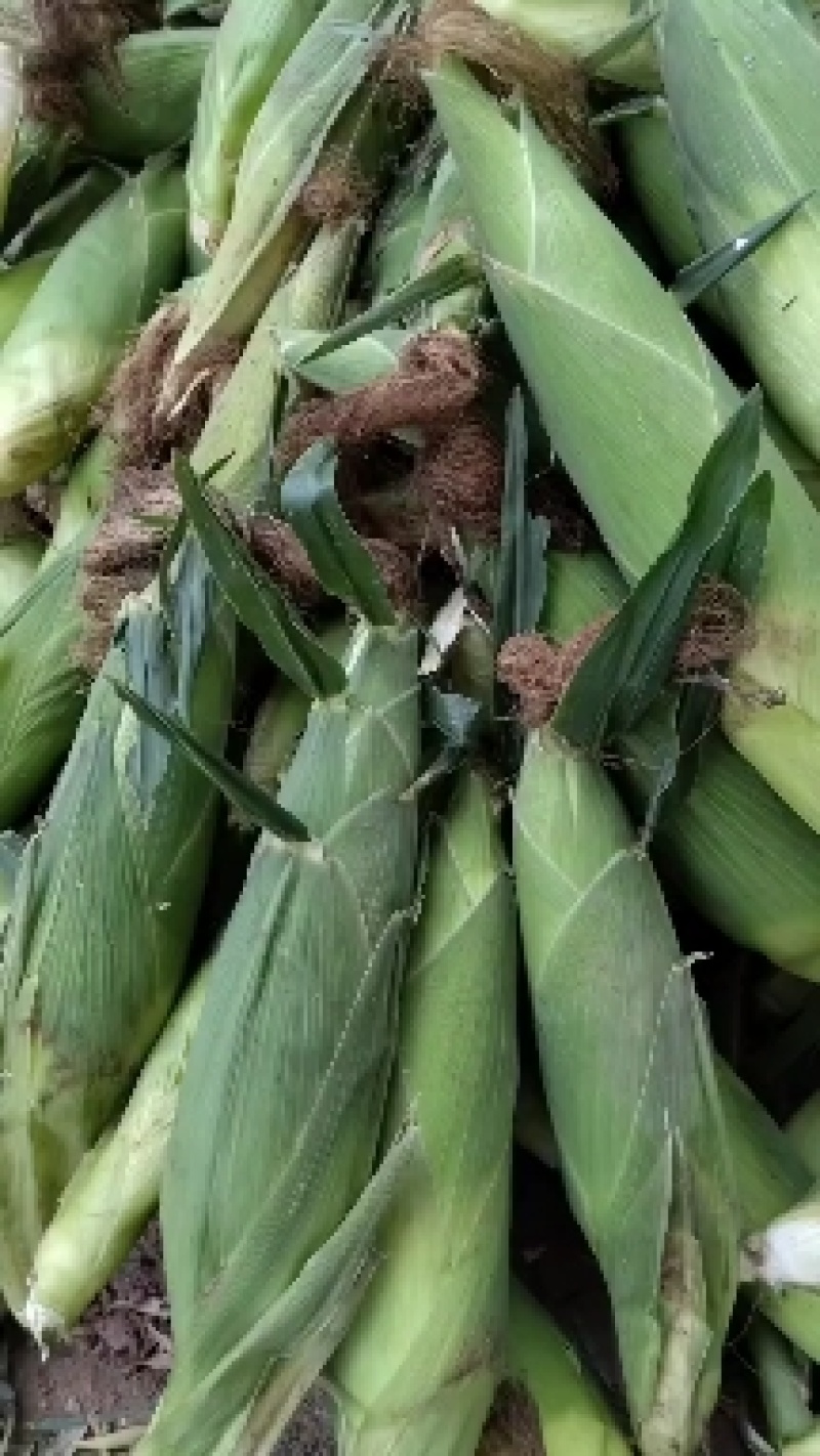黏糯鲜食玉米种植基地直销全国价格0.70元需要者与我联系