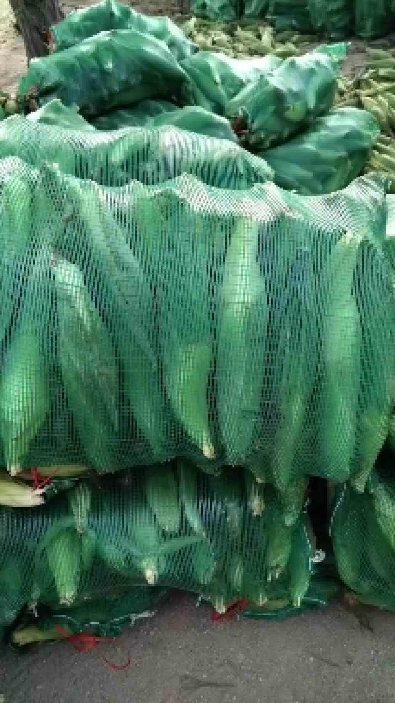 黏糯鲜食玉米种植基地直销全国价格0.70元需要者与我联系