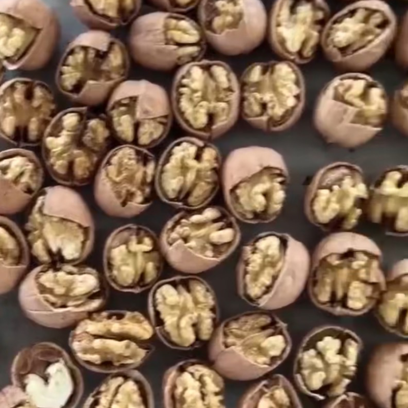 新疆核桃