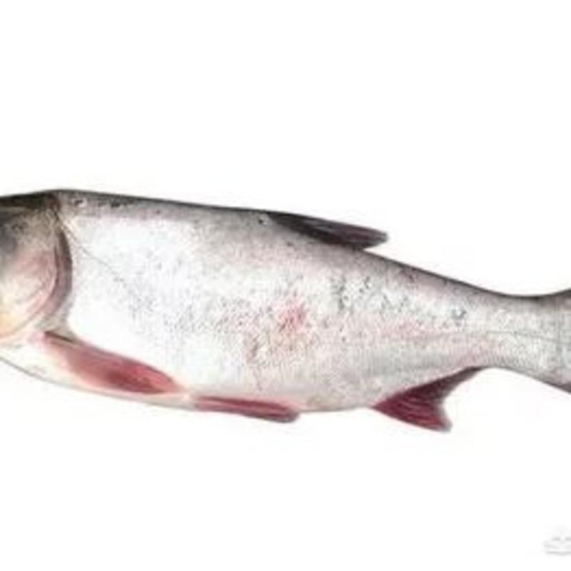 白鲢鱼
