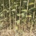大叶女贞（自产自销，苗圃直供，价格美丽）