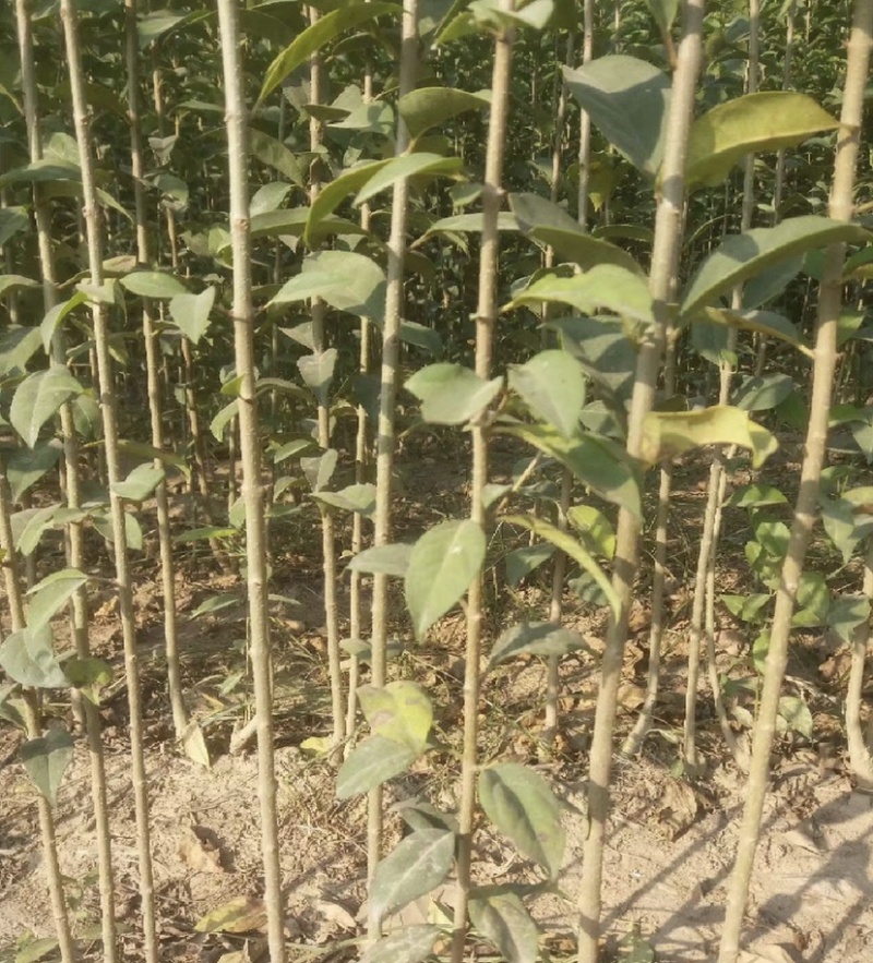 大叶女贞（自产自销，苗圃直供，价格美丽）