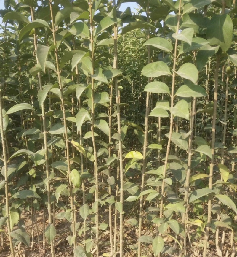 大叶女贞（自产自销，苗圃直供，价格美丽）
