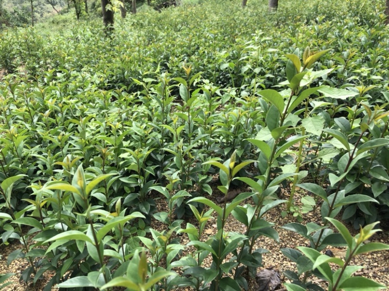 大叶女贞（自产自销，苗圃直供，价格美丽）