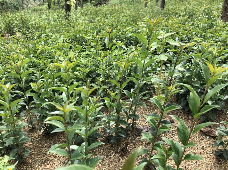 大叶女贞（自产自销，苗圃直供，价格美丽）