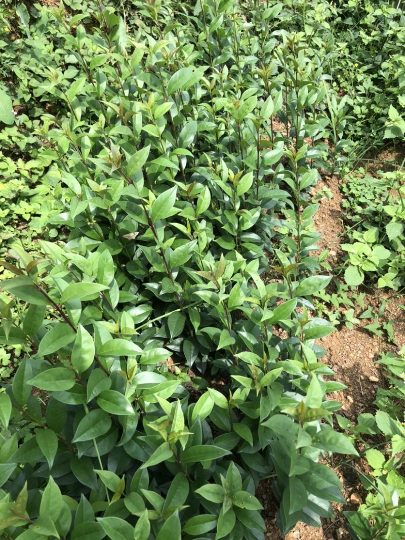大叶女贞（自产自销，苗圃直供，价格美丽）