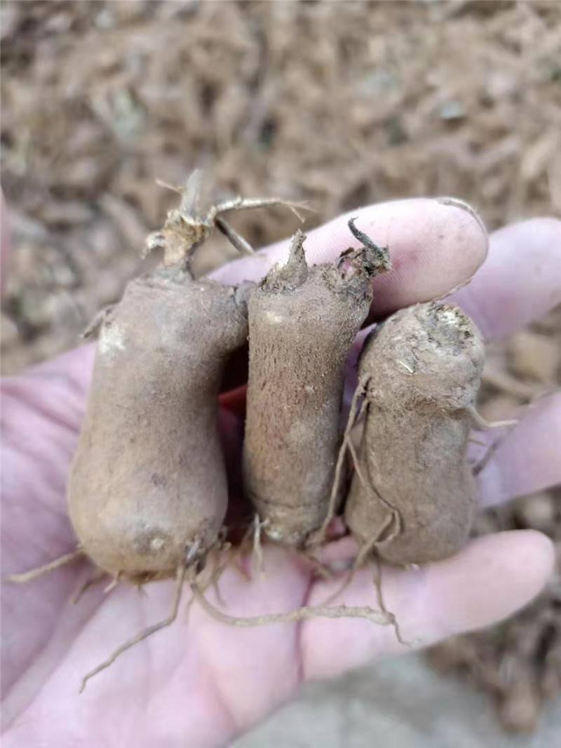 白术芽子产地一手货源无病虫害成活率高包上车包技术包回收