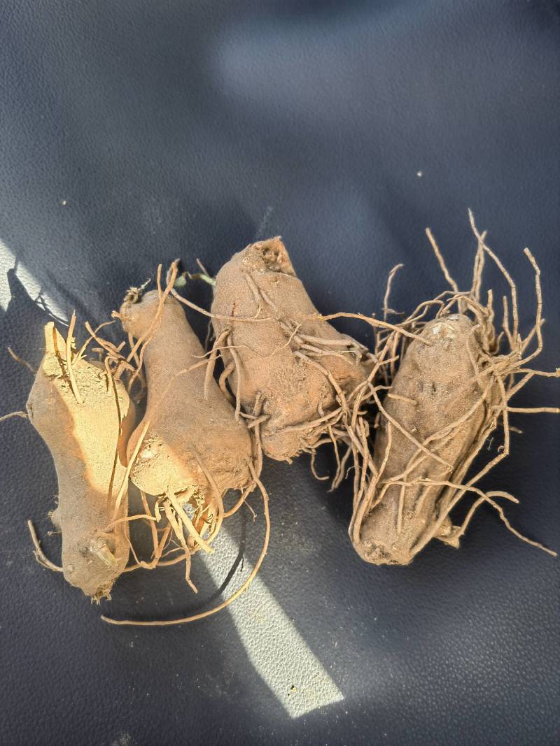白术芽子产地一手货源无病虫害成活率高包上车包技术包回收