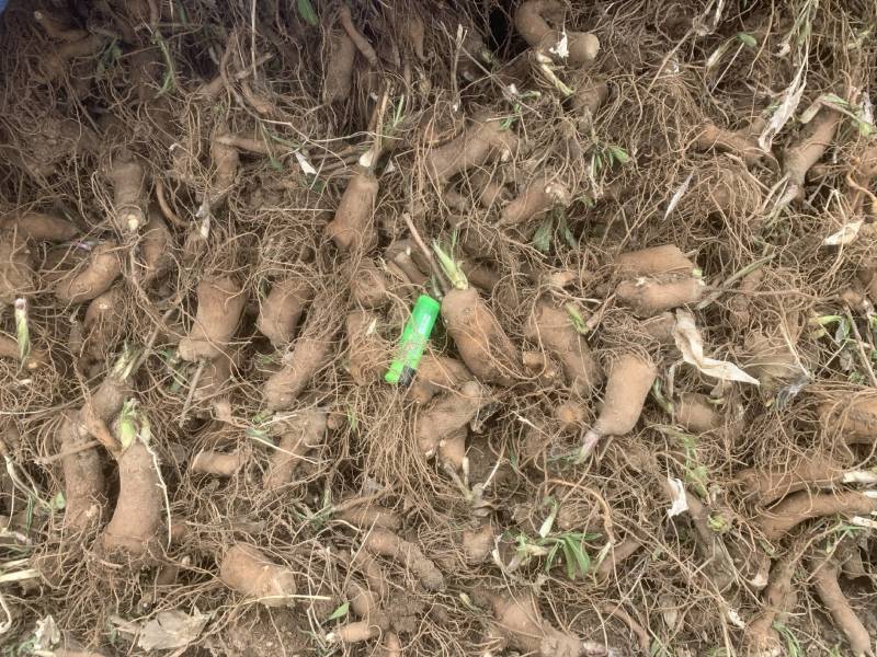 白术芽子产地一手货源无病虫害成活率高包上车包技术包回收