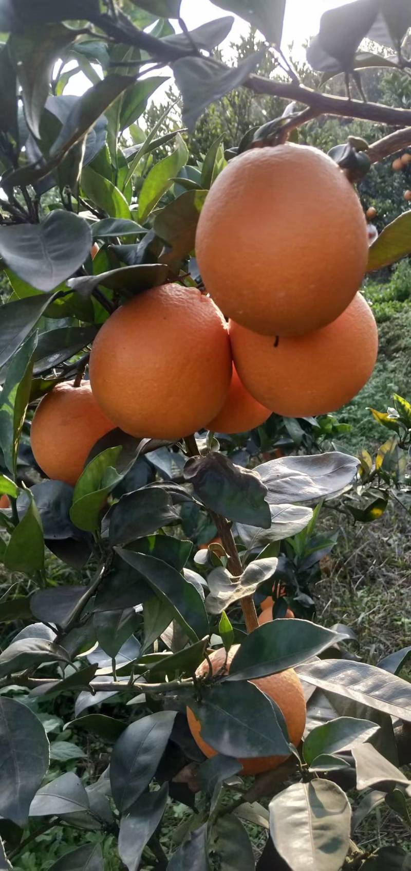 四川脐橙品质保证大量供应对接市场电商团购等