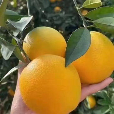 福建脐橙