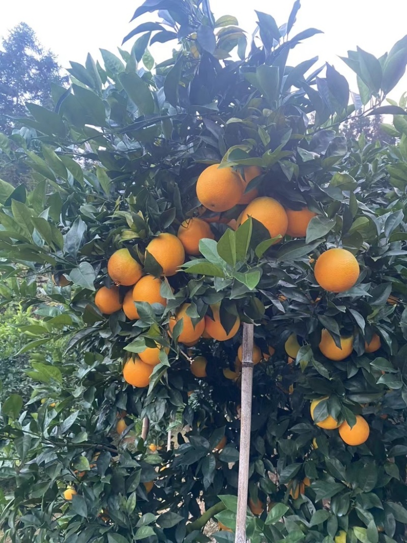 福建脐橙