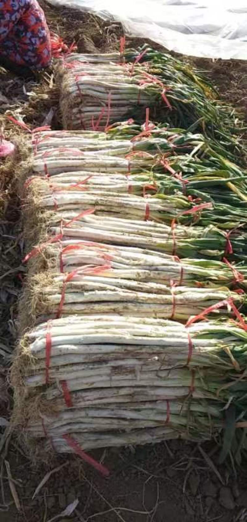 【复购高】老雷一手长白大葱产地直发欢迎咨询
