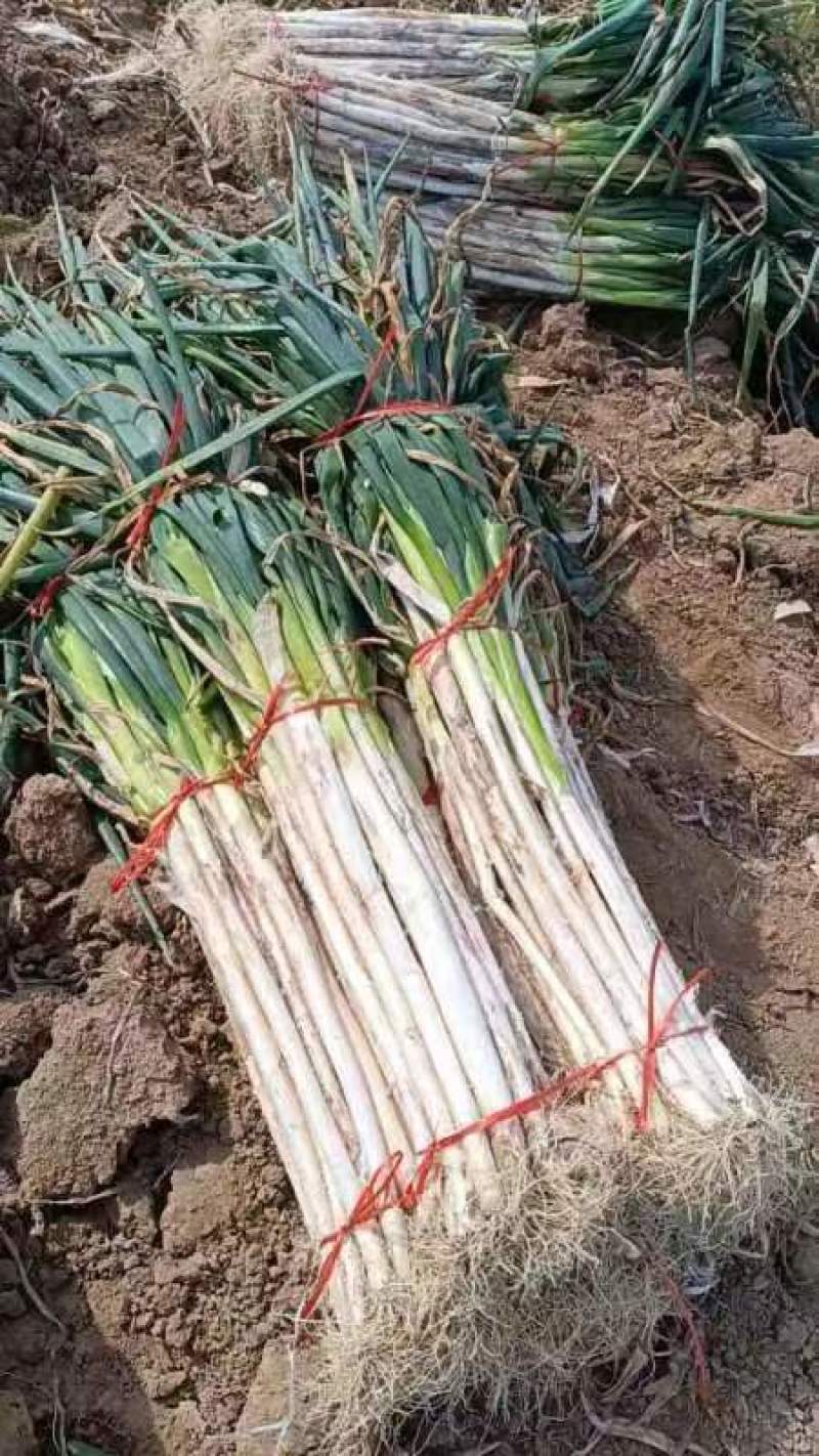 【复购高】老雷一手长白大葱产地直发欢迎咨询