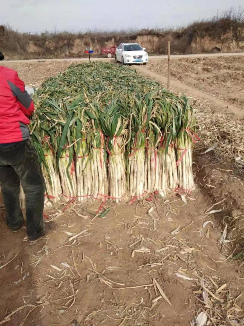【复购高】老雷一手长白大葱产地直发欢迎咨询