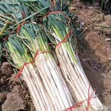 【复购高】老雷一手长白大葱产地直发欢迎咨询