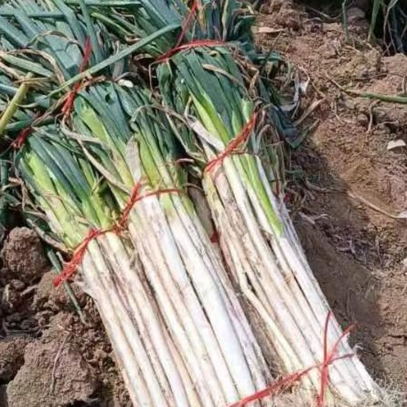 【复购高】老雷一手长白大葱产地直发欢迎咨询
