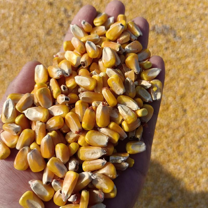 东北玉米，毒素不超优质干玉米粒无虫眼干甜玉米粒量大价优