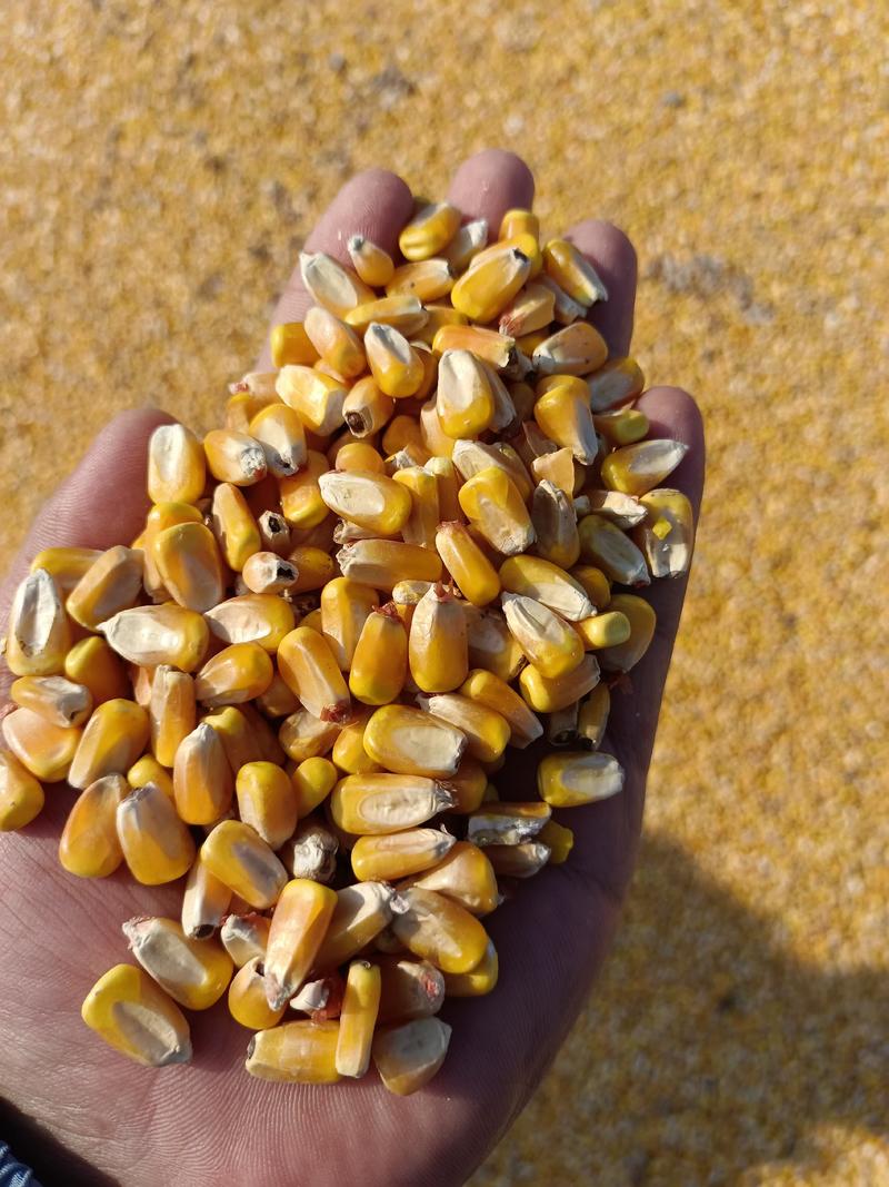 东北玉米，毒素不超优质干玉米粒无虫眼干甜玉米粒量大价优